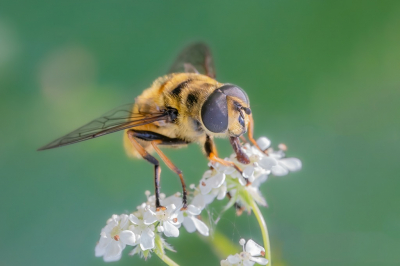 <i class='fa fa-user'></i>&nbsp;harrie69&nbsp;|  Doodskopzweefvlieg&nbsp; <i class='fa fa-eye'>&nbsp;78</i> &nbsp; <i class='fa fa-comment-o'>&nbsp;7</i>