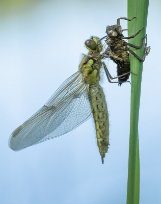 <i class='fa fa-user'></i>&nbsp;Tim Oord&nbsp;|  Viervlek&nbsp; <i class='fa fa-eye'>&nbsp;92</i> &nbsp;<i class='fa fa-thumbs-up'>&nbsp;9</i> &nbsp; <i class='fa fa-comment-o'>&nbsp;5</i>