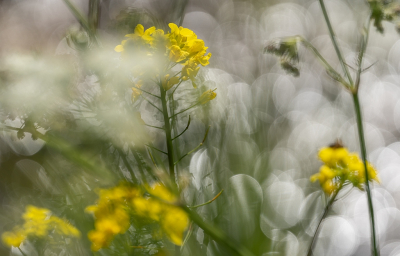 <i class='fa fa-user'></i>&nbsp;Tim Oord&nbsp;|  Koolzaad&nbsp; <i class='fa fa-eye'>&nbsp;77</i> &nbsp;<i class='fa fa-thumbs-up'>&nbsp;1</i> &nbsp; <i class='fa fa-comment-o'>&nbsp;4</i>