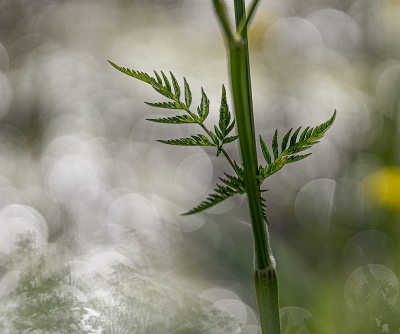 <i class='fa fa-user'></i>&nbsp;Tim Oord&nbsp;|  Fluitenkruid&nbsp; <i class='fa fa-eye'>&nbsp;73</i> &nbsp;<i class='fa fa-thumbs-up'>&nbsp;1</i> &nbsp; <i class='fa fa-comment-o'>&nbsp;8</i>