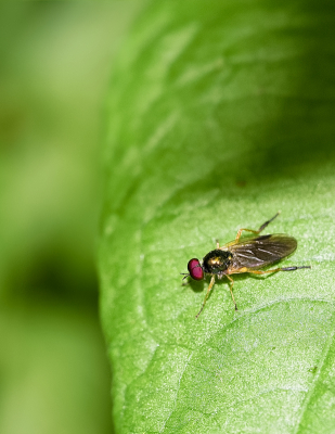 <i class='fa fa-user'></i>&nbsp;PascalK&nbsp;|  Grote Stekelwapenvlieg&nbsp; <i class='fa fa-eye'>&nbsp;62</i> &nbsp; <i class='fa fa-comment-o'>&nbsp;2</i>