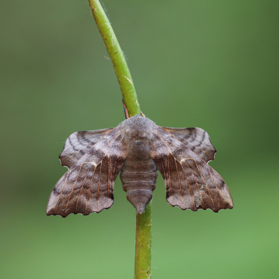 <i class='fa fa-user'></i>&nbsp;Reinier van den Born&nbsp;|  Populierenpijlstaart&nbsp; <i class='fa fa-eye'>&nbsp;111</i> &nbsp;<i class='fa fa-thumbs-up'>&nbsp;11</i> &nbsp; <i class='fa fa-comment-o'>&nbsp;13</i>