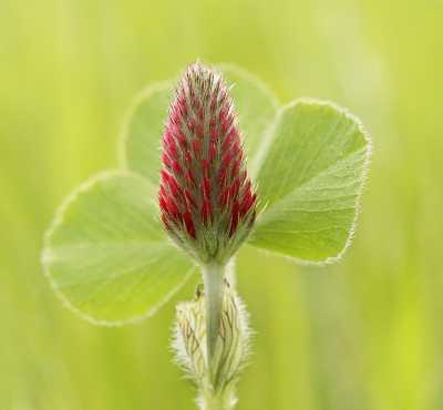 <i class='fa fa-user'></i>&nbsp;Nel R&nbsp;|  Inkarnaatklaver&nbsp; <i class='fa fa-eye'>&nbsp;142</i> &nbsp;<i class='fa fa-thumbs-up'>&nbsp;13</i> &nbsp; <i class='fa fa-comment-o'>&nbsp;11</i>