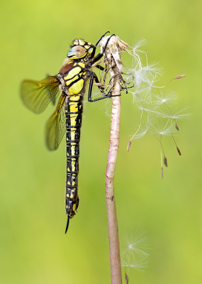 <i class='fa fa-user'></i>&nbsp;Tom&nbsp;|  Glassnijder&nbsp; <i class='fa fa-eye'>&nbsp;110</i> &nbsp;<i class='fa fa-thumbs-up'>&nbsp;8</i> &nbsp; <i class='fa fa-comment-o'>&nbsp;9</i>