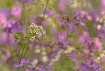 <i class='fa fa-user'></i>&nbsp;Nel R&nbsp;|  Fluitenkruid&nbsp; <i class='fa fa-eye'>&nbsp;81</i> &nbsp;<i class='fa fa-thumbs-up'>&nbsp;3</i> &nbsp; <i class='fa fa-comment-o'>&nbsp;8</i>