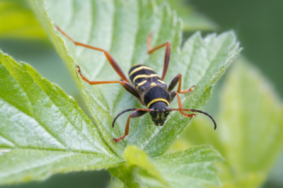 <i class='fa fa-user'></i>&nbsp;harrie69&nbsp;|  Kleine Wespenboktor&nbsp; <i class='fa fa-eye'>&nbsp;73</i> &nbsp; <i class='fa fa-comment-o'>&nbsp;4</i>