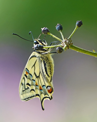 <i class='fa fa-user'></i>&nbsp;nelappelmelk&nbsp;|  Koninginnenpage&nbsp; <i class='fa fa-eye'>&nbsp;125</i> &nbsp;<i class='fa fa-thumbs-up'>&nbsp;5</i> &nbsp; <i class='fa fa-comment-o'>&nbsp;11</i>