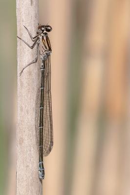 <i class='fa fa-user'></i>&nbsp;Johan van Gurp&nbsp;|  Azuurwaterjuffer&nbsp; <i class='fa fa-eye'>&nbsp;68</i> &nbsp;<i class='fa fa-thumbs-up'>&nbsp;3</i> &nbsp; <i class='fa fa-comment-o'>&nbsp;5</i>