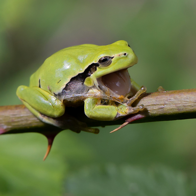 <i class='fa fa-user'></i>&nbsp;Tom&nbsp;|  Europese Boomkikker&nbsp; <i class='fa fa-eye'>&nbsp;129</i> &nbsp;<i class='fa fa-thumbs-up'>&nbsp;12</i> &nbsp; <i class='fa fa-comment-o'>&nbsp;11</i>