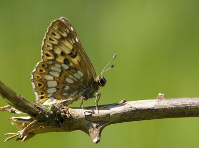 <i class='fa fa-user'></i>&nbsp;Mignon-Creative&nbsp;|  Sleutelbloemvlinder&nbsp; <i class='fa fa-eye'>&nbsp;73</i> &nbsp;<i class='fa fa-thumbs-up'>&nbsp;5</i> &nbsp; <i class='fa fa-comment-o'>&nbsp;5</i>