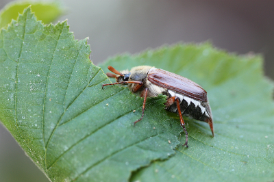 <i class='fa fa-user'></i>&nbsp;Paul Vandebroek&nbsp;|  Gewone Meikever&nbsp; <i class='fa fa-eye'>&nbsp;61</i> &nbsp;<i class='fa fa-thumbs-up'>&nbsp;1</i> &nbsp; <i class='fa fa-comment-o'>&nbsp;3</i>