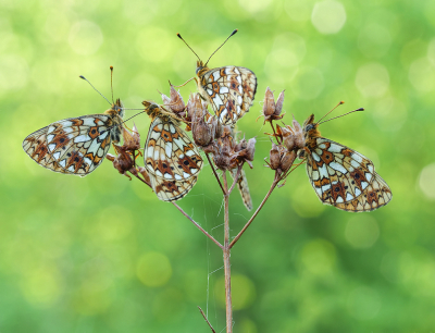Nature picture: 1. Boloria selene / Zilveren Maan / Small Pearl-bordered Fritillary