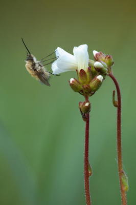<i class='fa fa-user'></i>&nbsp;Reinier van den Born&nbsp;|  Gewone Wolzwever&nbsp; <i class='fa fa-eye'>&nbsp;95</i> &nbsp;<i class='fa fa-thumbs-up'>&nbsp;11</i> &nbsp; <i class='fa fa-comment-o'>&nbsp;11</i>