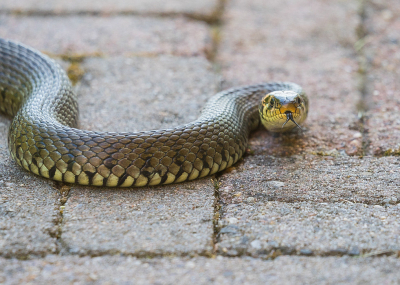 <i class='fa fa-user'></i>&nbsp;Truus Aletta Maan&nbsp;|  Ringslang&nbsp; <i class='fa fa-eye'>&nbsp;135</i> &nbsp;<i class='fa fa-thumbs-up'>&nbsp;5</i> &nbsp; <i class='fa fa-comment-o'>&nbsp;9</i>