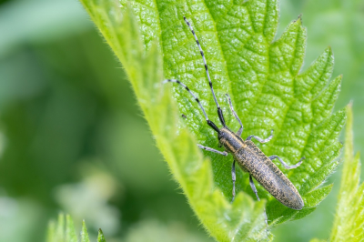 <i class='fa fa-user'></i>&nbsp;harrie69&nbsp;|  Gewone Distelboktor&nbsp; <i class='fa fa-eye'>&nbsp;47</i> &nbsp; <i class='fa fa-comment-o'>&nbsp;0</i>