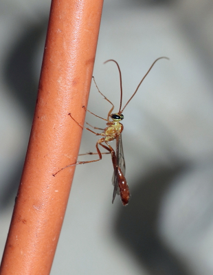 <i class='fa fa-user'></i>&nbsp;rixte&nbsp;|  Ophion cf. minutus&nbsp; <i class='fa fa-eye'>&nbsp;56</i> &nbsp; <i class='fa fa-comment-o'>&nbsp;6</i>