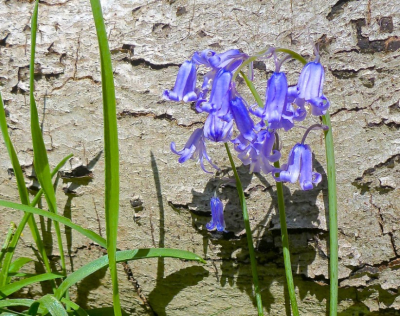 Omdat dit exemplaar van de wilde hyacint voor lichtgrijze boomschors zo apart en teer uitgelicht werd dacht ik er wat van te kunnen maken. Het werd niet zo als ik me had voorgesteld. Ook andere probeersels van dichterbij en met andere camara's niet. Wat is hier allemaal niet goed aan?
