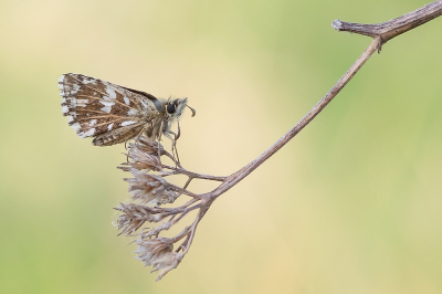 <i class='fa fa-user'></i>&nbsp;Johan van Gurp&nbsp;|  Aardbeivlinder&nbsp; <i class='fa fa-eye'>&nbsp;76</i> &nbsp;<i class='fa fa-thumbs-up'>&nbsp;10</i> &nbsp; <i class='fa fa-comment-o'>&nbsp;6</i>