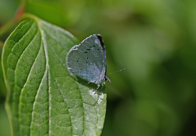 <i class='fa fa-user'></i>&nbsp;Cor&nbsp;|  Boomblauwtje&nbsp; <i class='fa fa-eye'>&nbsp;65</i> &nbsp;<i class='fa fa-thumbs-up'>&nbsp;1</i> &nbsp; <i class='fa fa-comment-o'>&nbsp;4</i>