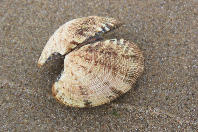 <i class='fa fa-user'></i>&nbsp;A. Soeting&nbsp;|  Filipijnse Tapijtschelp&nbsp; <i class='fa fa-eye'>&nbsp;79</i> &nbsp;<i class='fa fa-thumbs-up'>&nbsp;3</i> &nbsp; <i class='fa fa-comment-o'>&nbsp;4</i>