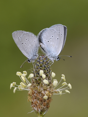 <i class='fa fa-user'></i>&nbsp;Mignon-Creative&nbsp;|  Dwergblauwtje&nbsp; <i class='fa fa-eye'>&nbsp;71</i> &nbsp;<i class='fa fa-thumbs-up'>&nbsp;6</i> &nbsp; <i class='fa fa-comment-o'>&nbsp;5</i>