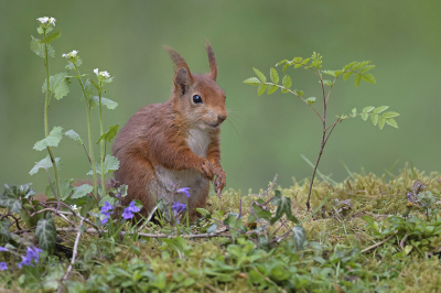 <i class='fa fa-user'></i>&nbsp;Luc Meert&nbsp;|  Eekhoorn&nbsp; <i class='fa fa-eye'>&nbsp;91</i> &nbsp;<i class='fa fa-thumbs-up'>&nbsp;2</i> &nbsp; <i class='fa fa-comment-o'>&nbsp;4</i>