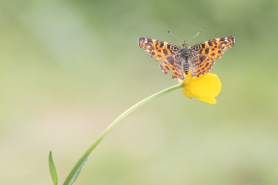 <i class='fa fa-user'></i>&nbsp;EllenStegeman&nbsp;|  Landkaartje&nbsp; <i class='fa fa-eye'>&nbsp;81</i> &nbsp;<i class='fa fa-thumbs-up'>&nbsp;3</i> &nbsp; <i class='fa fa-comment-o'>&nbsp;3</i>