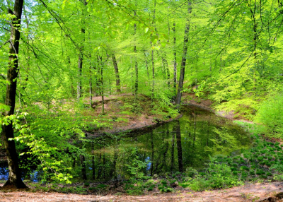 <i class='fa fa-user'></i>&nbsp;B.M.Schouten-Ruis&nbsp;|  Bos met vijver&nbsp; <i class='fa fa-eye'>&nbsp;93</i> &nbsp;<i class='fa fa-thumbs-up'>&nbsp;1</i> &nbsp; <i class='fa fa-comment-o'>&nbsp;3</i>