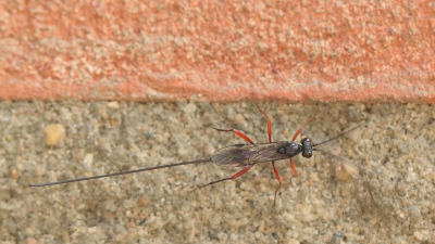 <i class='fa fa-user'></i>&nbsp;Rob Belterman&nbsp;|  Stenarella domator&nbsp; <i class='fa fa-eye'>&nbsp;63</i> &nbsp; <i class='fa fa-comment-o'>&nbsp;4</i>