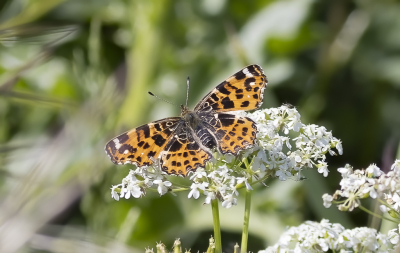 <i class='fa fa-user'></i>&nbsp;momo&nbsp;|  Landkaartje&nbsp; <i class='fa fa-eye'>&nbsp;54</i> &nbsp; <i class='fa fa-comment-o'>&nbsp;1</i>