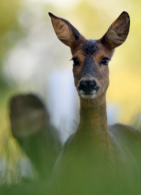 <i class='fa fa-user'></i>&nbsp;robert-jan&nbsp;|  Ree&nbsp; <i class='fa fa-eye'>&nbsp;66</i> &nbsp; <i class='fa fa-comment-o'>&nbsp;1</i>