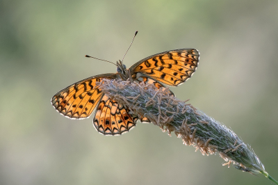 <i class='fa fa-user'></i>&nbsp;Johan van Gurp&nbsp;|  Zilveren Maan&nbsp; <i class='fa fa-eye'>&nbsp;86</i> &nbsp;<i class='fa fa-thumbs-up'>&nbsp;4</i> &nbsp; <i class='fa fa-comment-o'>&nbsp;8</i>