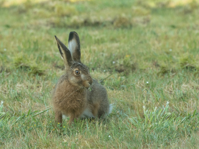 <i class='fa fa-user'></i>&nbsp;Truus Aletta Maan&nbsp;|  Haas&nbsp; <i class='fa fa-eye'>&nbsp;60</i> &nbsp;<i class='fa fa-thumbs-up'>&nbsp;1</i> &nbsp; <i class='fa fa-comment-o'>&nbsp;3</i>