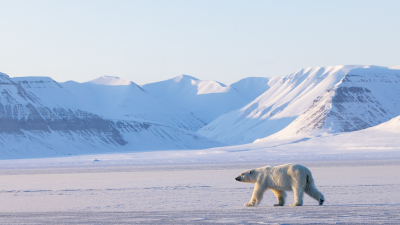 <i class='fa fa-user'></i>&nbsp;Arjen Drost&nbsp;|  IJsbeer&nbsp; <i class='fa fa-eye'>&nbsp;103</i> &nbsp;<i class='fa fa-thumbs-up'>&nbsp;11</i> &nbsp; <i class='fa fa-comment-o'>&nbsp;13</i>