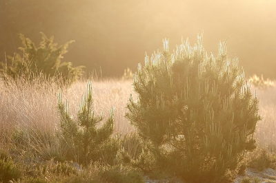 <i class='fa fa-user'></i>&nbsp;nelappelmelk&nbsp;|  Uitgroei&nbsp; <i class='fa fa-eye'>&nbsp;65</i> &nbsp;<i class='fa fa-thumbs-up'>&nbsp;2</i> &nbsp; <i class='fa fa-comment-o'>&nbsp;5</i>