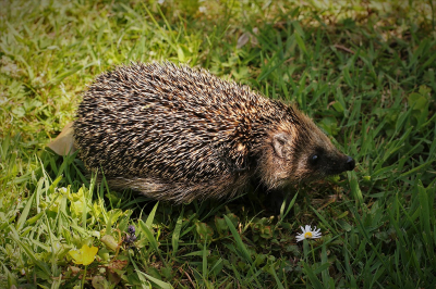 <i class='fa fa-user'></i>&nbsp;frbeuming&nbsp;|  Egel&nbsp; <i class='fa fa-eye'>&nbsp;57</i> &nbsp;<i class='fa fa-thumbs-up'>&nbsp;1</i> &nbsp; <i class='fa fa-comment-o'>&nbsp;2</i>