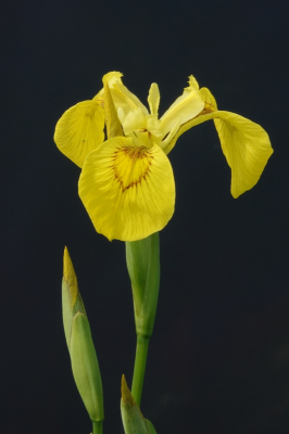 <i class='fa fa-user'></i>&nbsp;ko katsman&nbsp;|  Gele Lis&nbsp; <i class='fa fa-eye'>&nbsp;85</i> &nbsp;<i class='fa fa-thumbs-up'>&nbsp;3</i> &nbsp; <i class='fa fa-comment-o'>&nbsp;3</i>