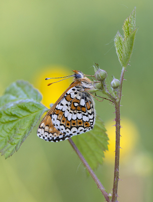 <i class='fa fa-user'></i>&nbsp;Mignon-Creative&nbsp;|  Veldparelmoervlinder&nbsp; <i class='fa fa-eye'>&nbsp;58</i> &nbsp;<i class='fa fa-thumbs-up'>&nbsp;9</i> &nbsp; <i class='fa fa-comment-o'>&nbsp;4</i>