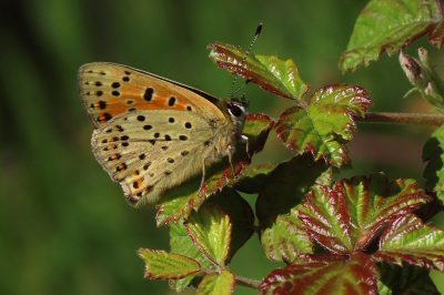 <i class='fa fa-user'></i>&nbsp;A. Soeting&nbsp;|  Bruine Vuurvlinder&nbsp; <i class='fa fa-eye'>&nbsp;54</i> &nbsp;<i class='fa fa-thumbs-up'>&nbsp;1</i> &nbsp; <i class='fa fa-comment-o'>&nbsp;2</i>