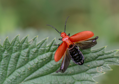 <i class='fa fa-user'></i>&nbsp;pietwil&nbsp;|  Roodkopvuurkever&nbsp; <i class='fa fa-eye'>&nbsp;70</i> &nbsp;<i class='fa fa-thumbs-up'>&nbsp;8</i> &nbsp; <i class='fa fa-comment-o'>&nbsp;8</i>