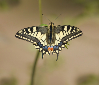 <i class='fa fa-user'></i>&nbsp;Jurgen Maassen&nbsp;|  Koninginnenpage&nbsp; <i class='fa fa-eye'>&nbsp;86</i> &nbsp;<i class='fa fa-thumbs-up'>&nbsp;10</i> &nbsp; <i class='fa fa-comment-o'>&nbsp;10</i>