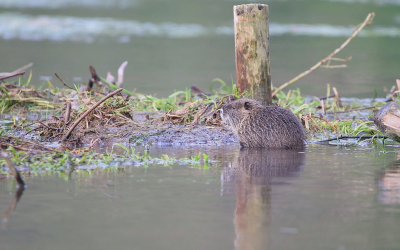 <i class='fa fa-user'></i>&nbsp;Ruben de Bruijn&nbsp;|  Bever&nbsp; <i class='fa fa-eye'>&nbsp;107</i> &nbsp; <i class='fa fa-comment-o'>&nbsp;5</i>