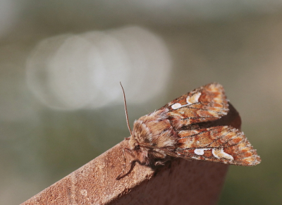 <i class='fa fa-user'></i>&nbsp;rixte&nbsp;|  Dennenuil&nbsp; <i class='fa fa-eye'>&nbsp;47</i> &nbsp;<i class='fa fa-thumbs-up'>&nbsp;2</i> &nbsp; <i class='fa fa-comment-o'>&nbsp;4</i>