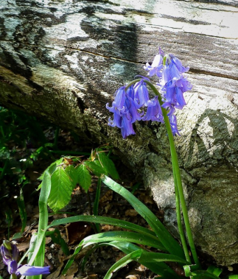 <i class='fa fa-user'></i>&nbsp;hesterb&nbsp;|  Wilde Hyacint&nbsp; <i class='fa fa-eye'>&nbsp;57</i> &nbsp; <i class='fa fa-comment-o'>&nbsp;1</i>