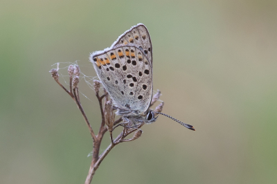 <i class='fa fa-user'></i>&nbsp;Johan van Gurp&nbsp;|  Bruine Vuurvlinder&nbsp; <i class='fa fa-eye'>&nbsp;51</i> &nbsp;<i class='fa fa-thumbs-up'>&nbsp;1</i> &nbsp; <i class='fa fa-comment-o'>&nbsp;4</i>