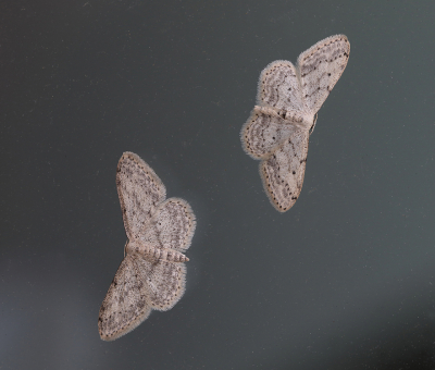 <i class='fa fa-user'></i>&nbsp;Ad Sprang&nbsp;|  Paardenbloemspanner&nbsp; <i class='fa fa-eye'>&nbsp;138</i> &nbsp;<i class='fa fa-thumbs-up'>&nbsp;16</i> &nbsp; <i class='fa fa-comment-o'>&nbsp;15</i>