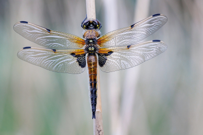 <i class='fa fa-user'></i>&nbsp;kiran&nbsp;|  Viervlek&nbsp; <i class='fa fa-eye'>&nbsp;75</i> &nbsp;<i class='fa fa-thumbs-up'>&nbsp;11</i> &nbsp; <i class='fa fa-comment-o'>&nbsp;10</i>