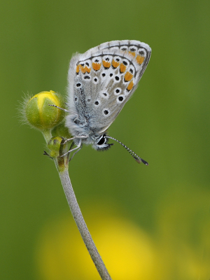 <i class='fa fa-user'></i>&nbsp;Mignon-Creative&nbsp;|  Bruin Blauwtje&nbsp; <i class='fa fa-eye'>&nbsp;54</i> &nbsp;<i class='fa fa-thumbs-up'>&nbsp;7</i> &nbsp; <i class='fa fa-comment-o'>&nbsp;2</i>