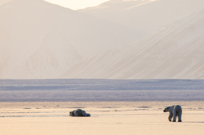 <i class='fa fa-user'></i>&nbsp;Arjen Drost&nbsp;|  IJsbeer&nbsp; <i class='fa fa-eye'>&nbsp;87</i> &nbsp; <i class='fa fa-comment-o'>&nbsp;3</i>