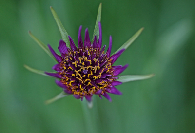 <i class='fa fa-user'></i>&nbsp;Cor&nbsp;|  Paarse Morgenster&nbsp; <i class='fa fa-eye'>&nbsp;91</i> &nbsp;<i class='fa fa-thumbs-up'>&nbsp;16</i> &nbsp; <i class='fa fa-comment-o'>&nbsp;16</i>